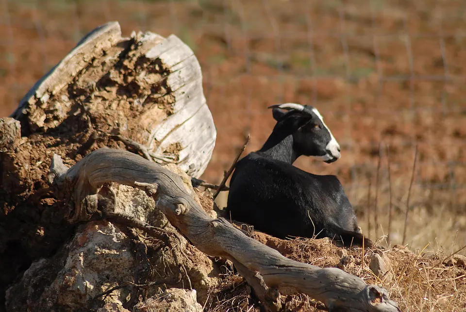 Protur Natura Farm, photo 2 of 44