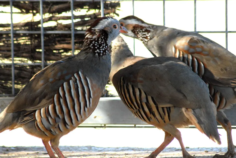 Protur Natura Farm, photo 7 of 44