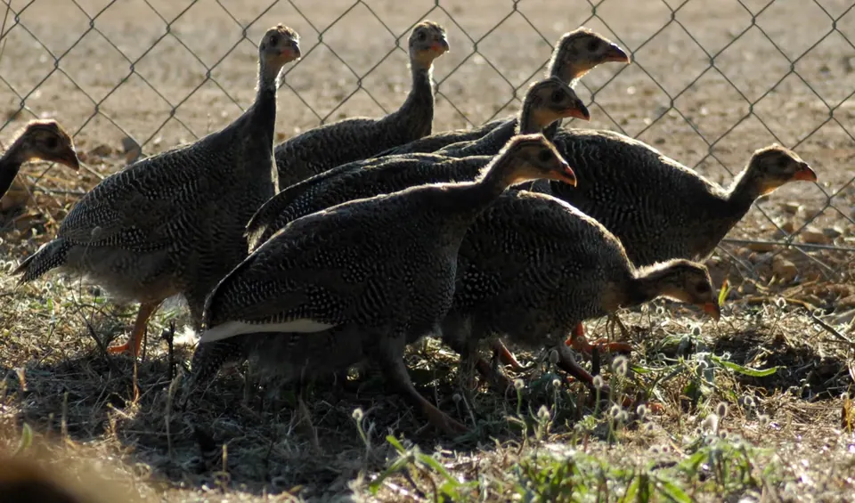 Protur Natura Farm, photo 16 of 44
